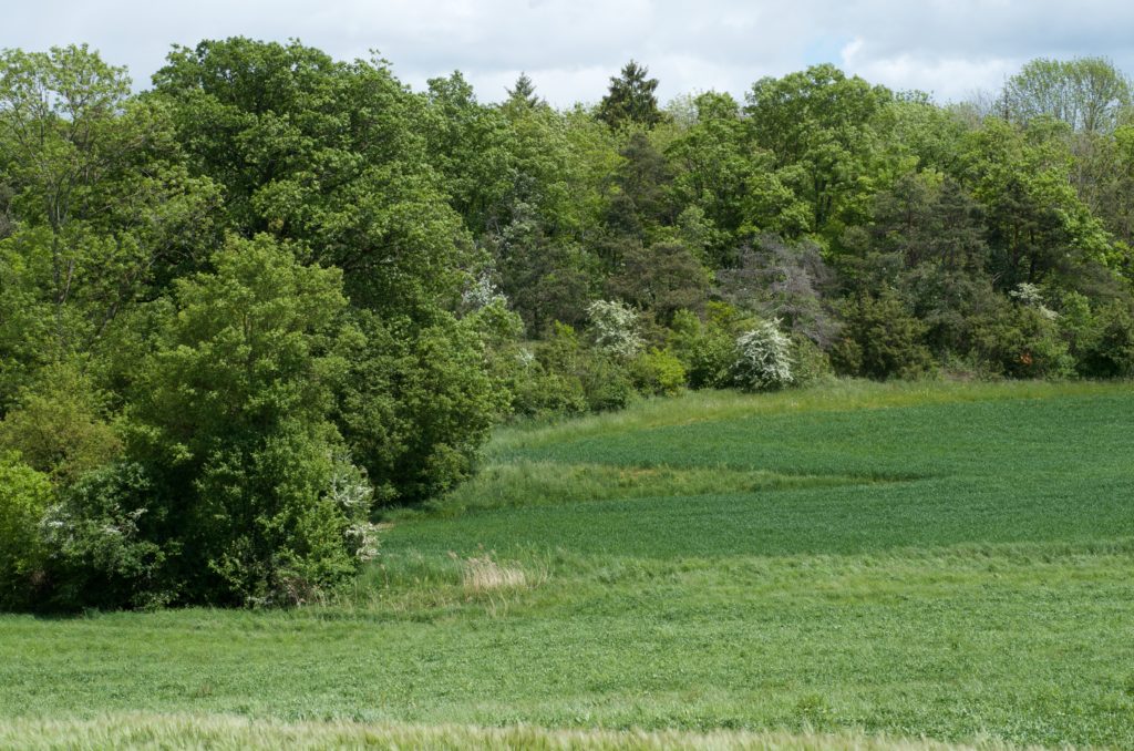 Forets.ch - La richesse des lisières étagées